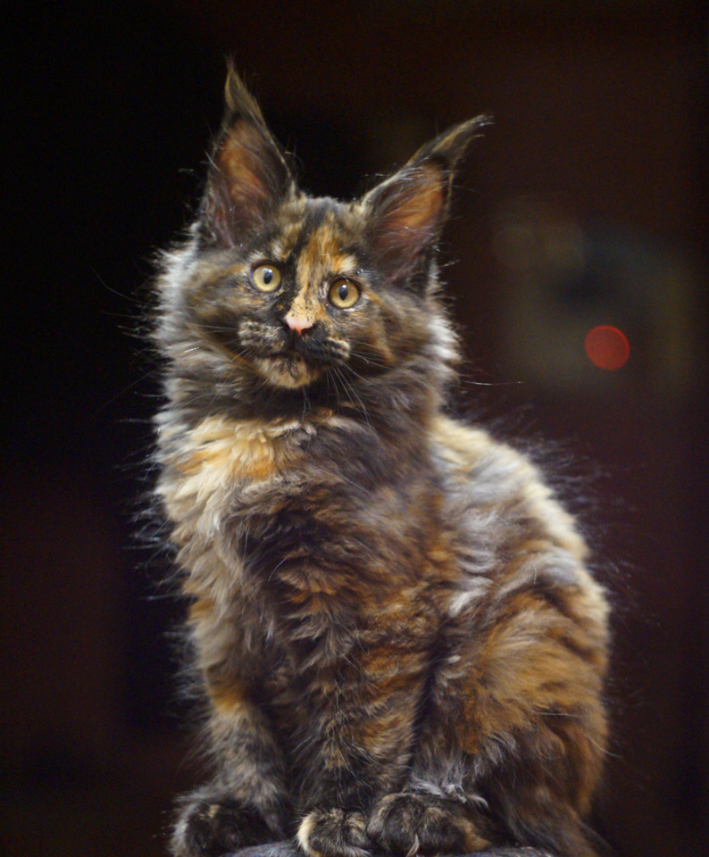 Maine Coon kitten Barista StarPaws, color f, litter B, 23.12.2017