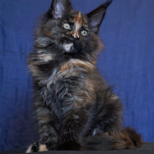 Maine Coon kitten Beata StarPaws, color f, litter B, 23.12.2017