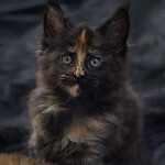 Maine Coon kitten Beata StarPaws, color f, litter B, 23.12.2017