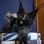 Maine Coon kitten Beata StarPaws, color f, litter B, 23.12.2017