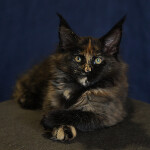 Maine Coon kitten Beata StarPaws, color f, litter B, 23.12.2017