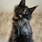 Maine Coon kitten Beata StarPaws, color f, litter B, 23.12.2017