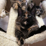 Maine Coon kitten Beata StarPaws, color f, litter B, 23.12.2017
