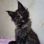 Maine Coon kitten Beata StarPaws, color f, litter B, 23.12.2017