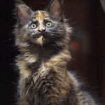 Maine Coon kitten Beata StarPaws, color f, litter B, 23.12.2017