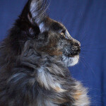 Maine Coon kitten Beata StarPaws, color f, litter B, 23.12.2017