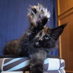 Maine Coon kitten Beata StarPaws, color f, litter B, 23.12.2017