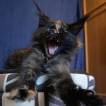 Maine Coon kitten Beata StarPaws, color f, litter B, 23.12.2017
