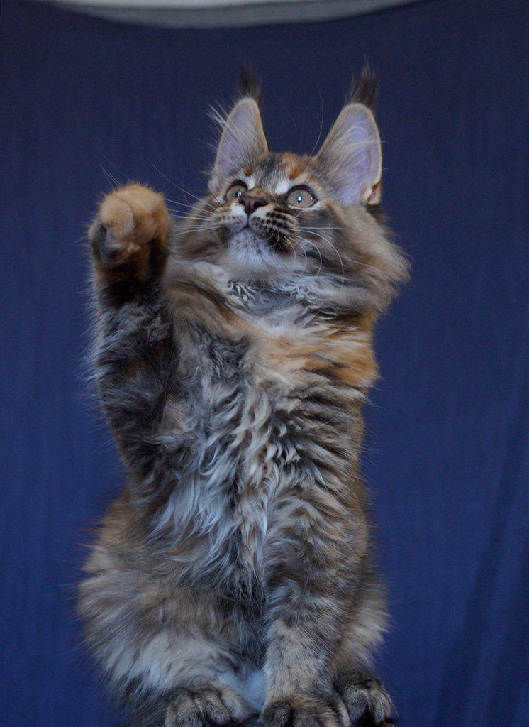 Maine Coon kitten Bella StarPaws, color f 25, litter B, 23.12.2017