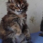 Maine Coon kitten Bella video 1