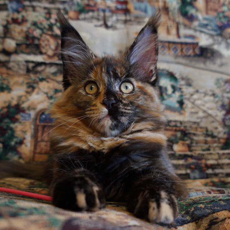Maine Coon kitten Belochka StarPaws, color f 25, litter B, 23.12.2017