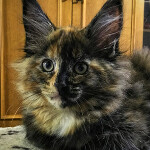 Maine Coon kitten Belochka StarPaws, color f 25, litter B, 23.12.2017