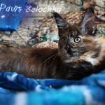 Maine Coon kitten Belochka StarPaws, color f 25, litter B, 23.12.2017
