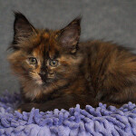 Maine Coon kitten Belochka StarPaws, color f 25, litter B, 23.12.2017
