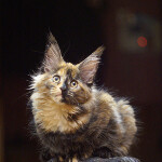Maine Coon kitten Belochka StarPaws, color f 25, litter B, 23.12.2017