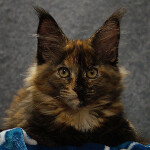 Maine Coon kitten Belochka StarPaws, color f 25, litter B, 23.12.2017