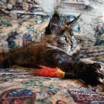 Maine Coon kitten Belochka StarPaws, color f 25, litter B, 23.12.2017