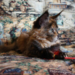 Maine Coon kitten Belochka StarPaws, color f 25, litter B, 23.12.2017