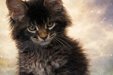 Maine Coon kitten BiJoy StarPaws, color n 25, litter B, 23.12.2017