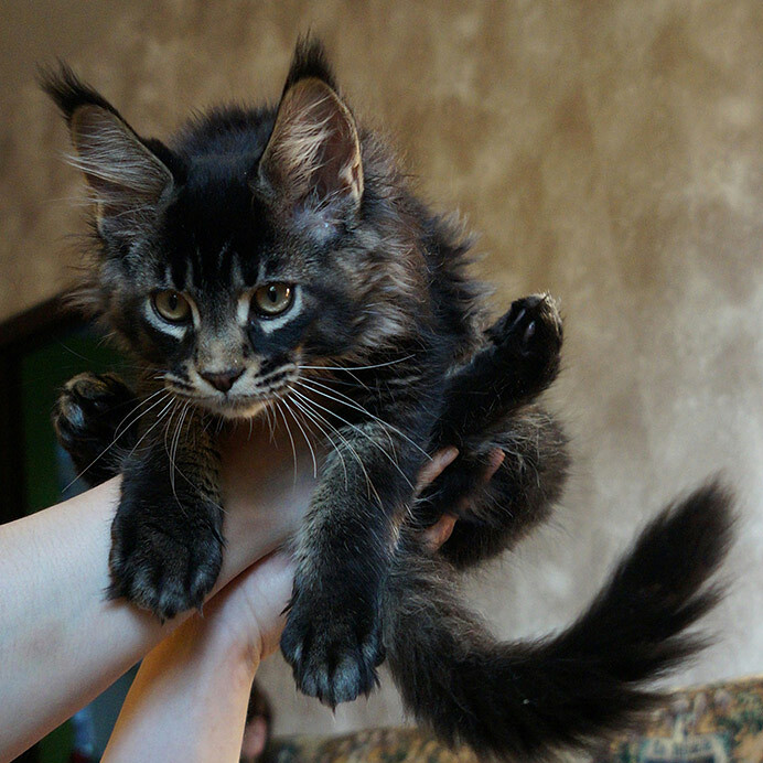 Maine Coon kitten BiJoy StarPaws, color n 25, litter B, 23.12.2017