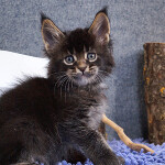 Maine Coon kitten BiJoy StarPaws, color n 25, litter B, 23.12.2017