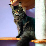 Maine Coon kitten BiJoy StarPaws, color n 25, litter B, 23.12.2017