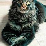 Maine Coon kitten BiJoy StarPaws, color n 25, litter B, 23.12.2017