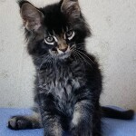 Maine Coon kitten BiJoy StarPaws, color n 25, litter B, 23.12.2017
