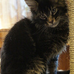 Maine Coon kitten BiJoy StarPaws, color n 25, litter B, 23.12.2017