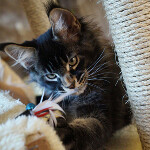 Maine Coon kitten BiJoy StarPaws, color n 25, litter B, 23.12.2017