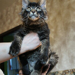 Maine Coon kitten BiJoy StarPaws, color n 25, litter B, 23.12.2017