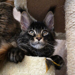 Maine Coon kitten BiJoy StarPaws, color n 25, litter B, 23.12.2017