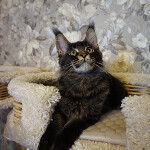 Maine Coon kitten BiJoy StarPaws, color n 25, litter B, 23.12.2017