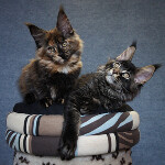 Maine Coon kitten BiJoy StarPaws, color n 25, litter B, 23.12.2017
