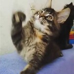 Maine coon kitten BiJoy video 1