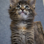 Maine Coon kitten Bony StarPaws, color f 25, litter B, 23.12.2017