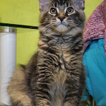 Maine Coon kitten Bony StarPaws, color f 25, litter B, 23.12.2017