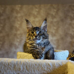 Maine Coon kitten Bony StarPaws, color f 25, litter B, 23.12.2017