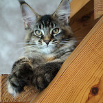 Maine Coon kitten Bony StarPaws, color f 25, litter B, 23.12.2017