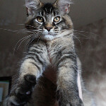 Maine Coon kitten Bony StarPaws, color f 25, litter B, 23.12.2017