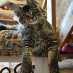 Maine Coon kitten Bony StarPaws, color f 25, litter B, 23.12.2017