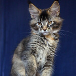 Maine Coon kitten Bony StarPaws, color f 25, litter B, 23.12.2017