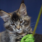 Maine Coon kitten Bony StarPaws, color f 25, litter B, 23.12.2017