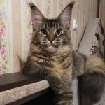 Maine Coon kitten Bony StarPaws, color f 25, litter B, 23.12.2017