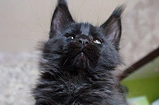 Maine Coon kitten Boomer StarPaws, color n, litter B, 23.12.2017