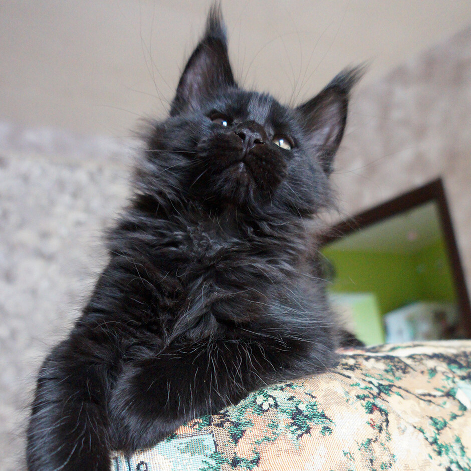 Maine Coon kitten Boomer StarPaws, color n, litter B, 23.12.2017