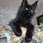 Maine Coon kitten Boomer StarPaws, color n, litter B, 23.12.2017