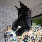 Maine Coon kitten Boomer StarPaws, color n, litter B, 23.12.2017