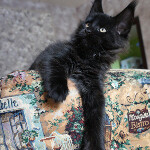 Maine Coon kitten Boomer StarPaws, color n, litter B, 23.12.2017