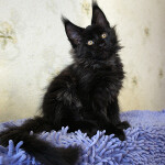 Maine Coon kitten Boomer StarPaws, color n, litter B, 23.12.2017
